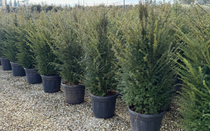 taxus baccata